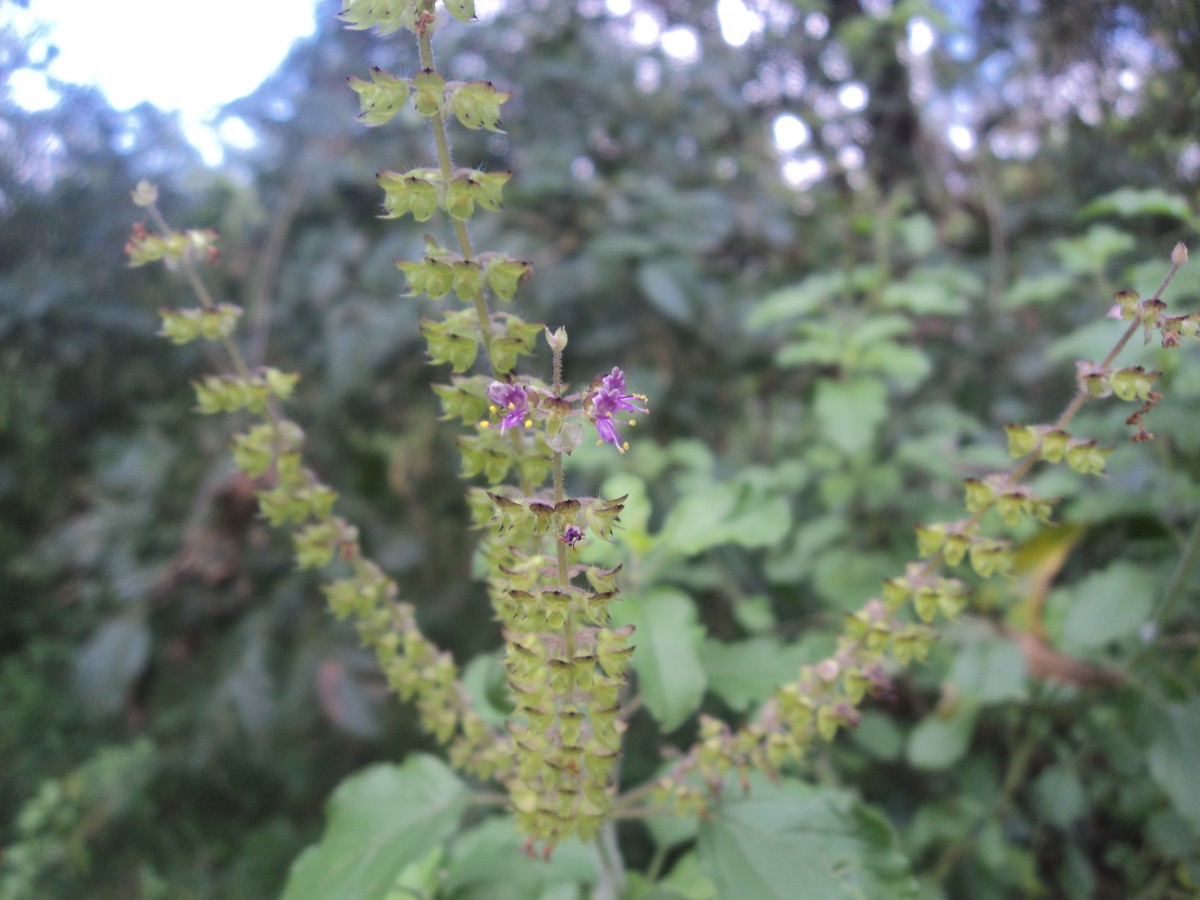 Ocimum tenuiflorum L.